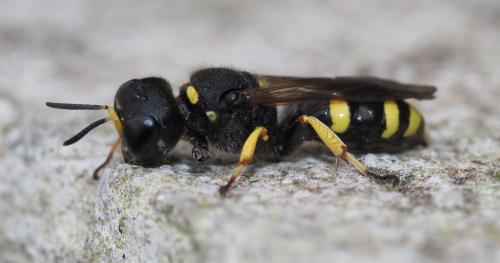 Ectemnius continuus